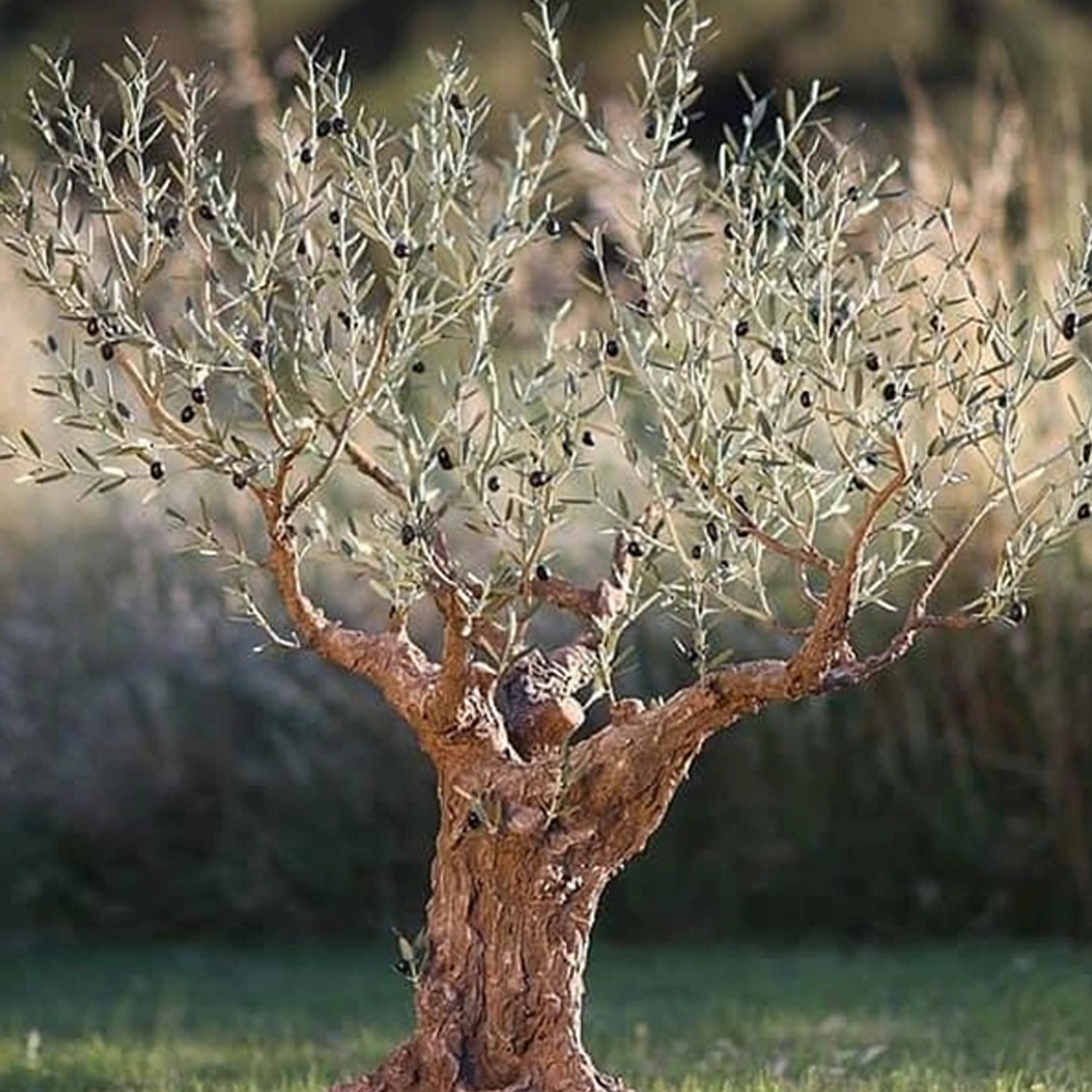 Détail d'un olivier en métal