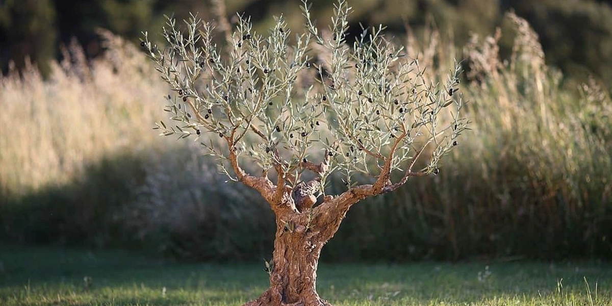 Détail d'un olivier en métal